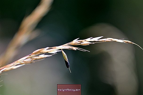 Εργοτισμός: τι είναι, συμπτώματα και θεραπεία