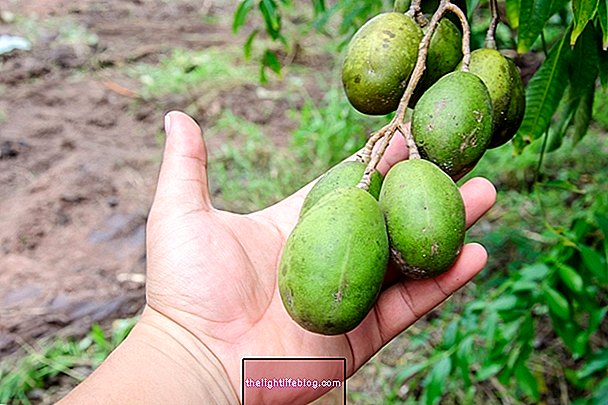 Cajá वैज्ञानिक नाम Spondias mombin के साथ एक काज़ेईरा फल है, जिसे cajá-mirim, cajazinha, taperibá, tapareba, taperebá, tapiriba, ambaló या ambaró के नाम से भी जाना जाता है। काज मुख्य रूप से रस, अमृत, आइसक्रीम, जेली, मदिरा बनाने के लिए उपयोग किया जाता है