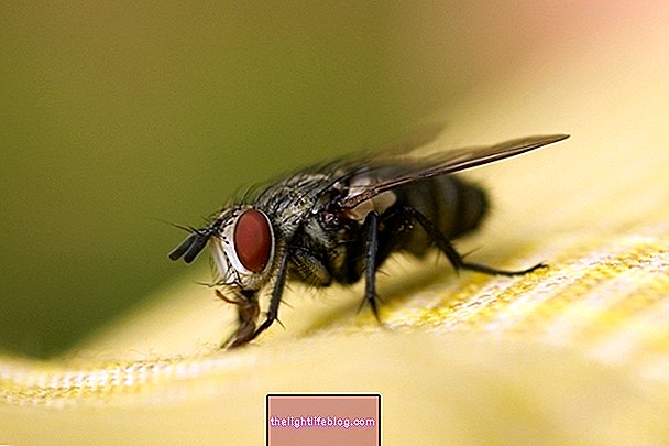 ハエ媒介性疾患