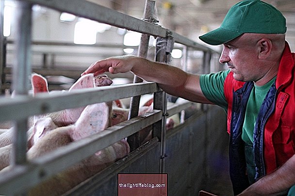 Γρίπη των χοίρων (H1N1): τι είναι, συμπτώματα, μετάδοση και θεραπεία