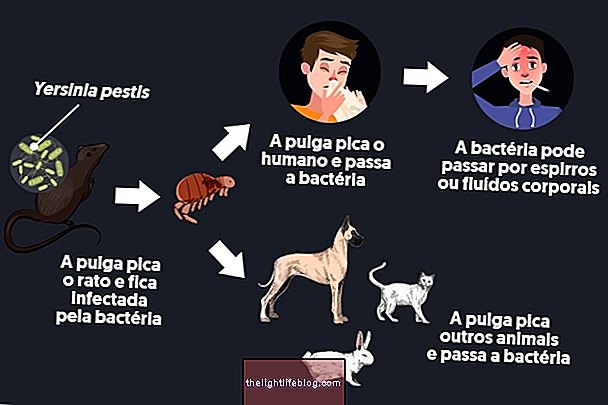 Yersinia pestis: čo to je, liečba, životný cyklus a prenos