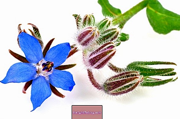 Borage