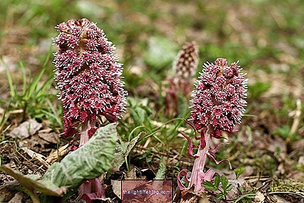 Petasites Hybridus