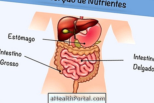 Κατανοήστε πώς συμβαίνει η απορρόφηση των θρεπτικών ουσιών στο έντερο