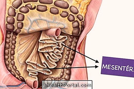 Hvor er Mesentery og hva er det for?