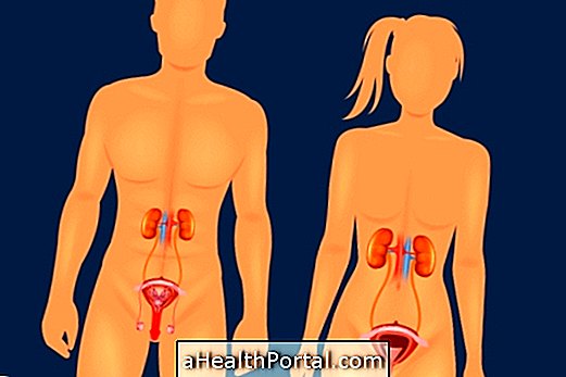 Bagaimana urine terbentuk