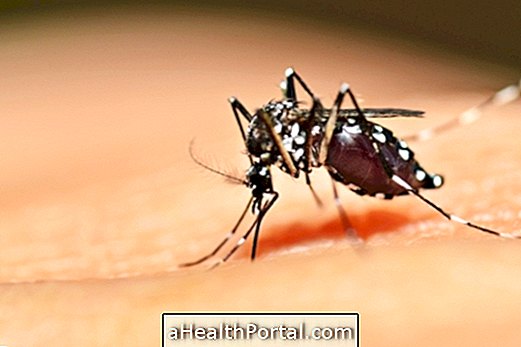 למד כיצד לזהות ולהילחם היתוש Aedes Aegypti