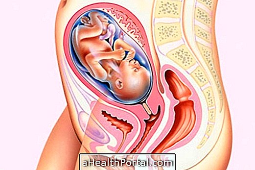 Baby Development - 25 savaičių nėščia