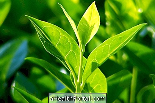 คุณสมบัติของชาเขียว (Camellia sinensis)