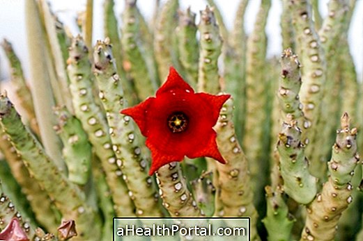 Capsule di caralluma fimbriata