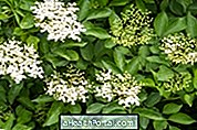 Elderberry