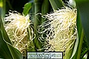 Rambut Jagung