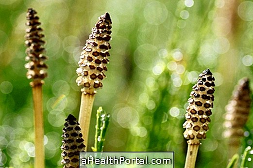 Thuộc tính thuốc của Horsetail