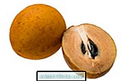 sapodilla