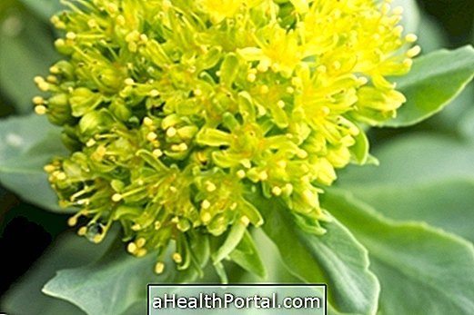 Wofür wird Rhodiola rosea verwendet?