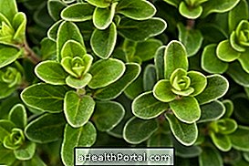 Marjoram