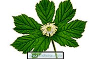 Goldenseal