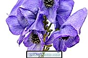 What is Aconitum napellus