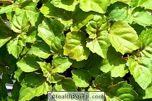 Patchouli Medicinal Properties