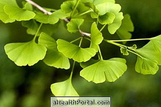 Ginkgo Biloba ravimi omadused