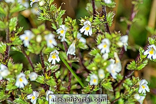 Medicinal properties of Euphrasia