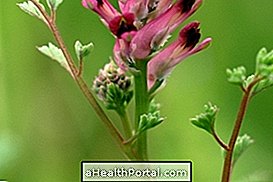 fumitory