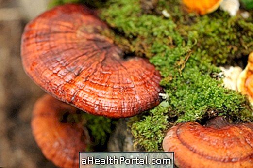 Reishi grybelis kepenų detoksikacijai