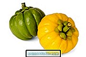 Garcinia Cambogia